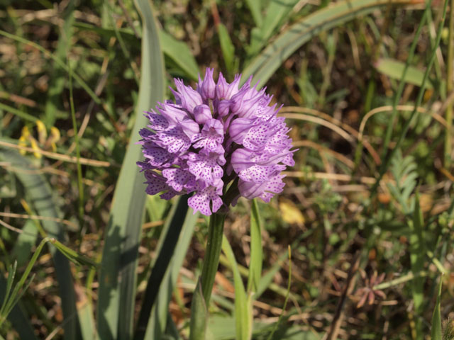 Anche le N. tridentata di preparano!